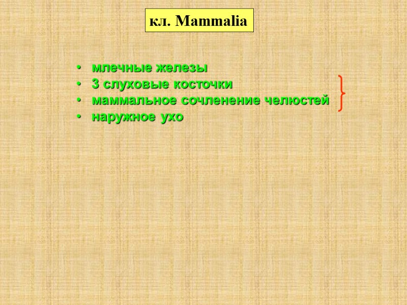 млечные железы 3 слуховые косточки маммальное сочленение челюстей наружное ухо кл. Mammalia